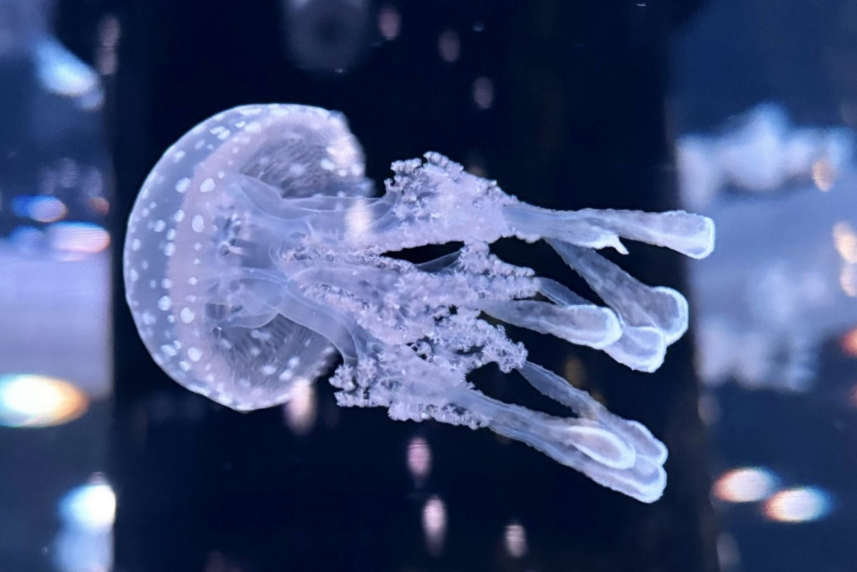 クラゲ飼育担当の学芸員に密着。水族館のバックヤードをのぞき見！【しかくとはたらく。】