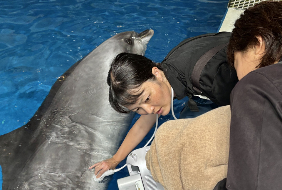 水族館で働く獣医師の舞台裏!多様な命を支えるプロフェッショナルの仕事とは?【しかくとはたらく。】