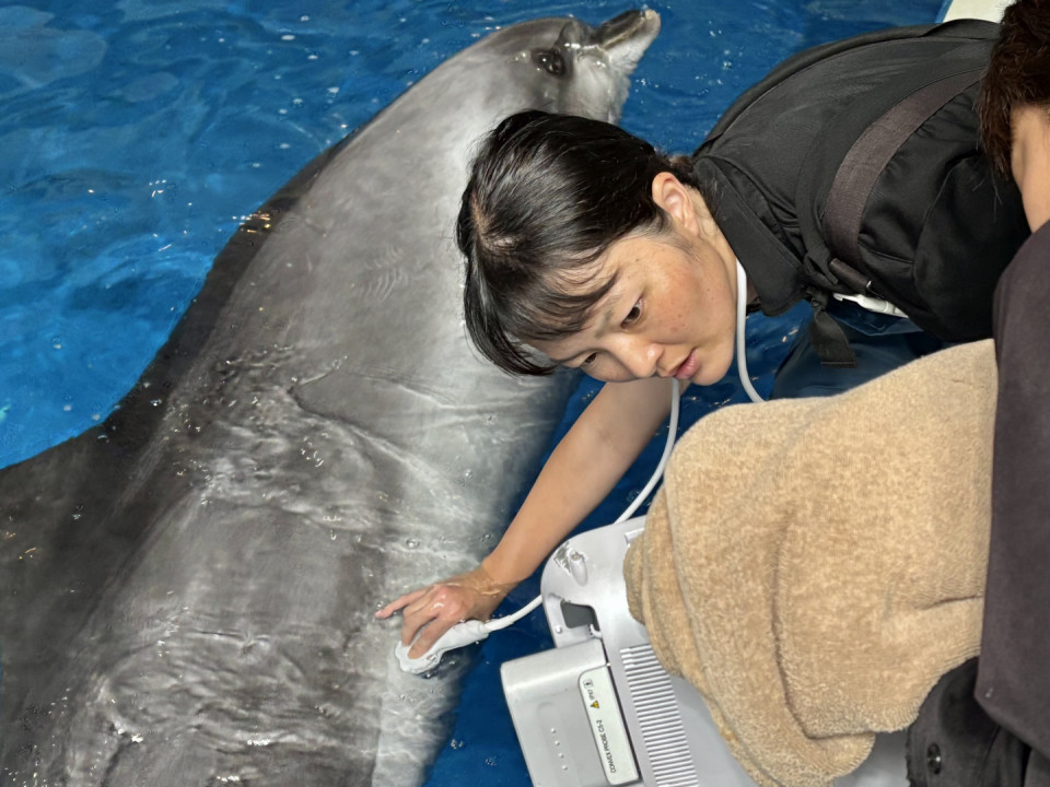 水族館で働く獣医師に密着！命を支えるプロの仕事とは？